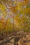 Hiking Uphill Through the Fall Forest