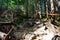 Hiking, view of mountain forest trail. Sunlights over a difficult trail in forest