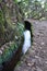 Hiking walkway in Caldeirao Verde levadas forest wild nature, Madeira