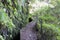 Hiking walkway in Caldeirao Verde levadas wild nature, Madeira