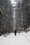 Hiking in winter mountains. Trekker on snowy trail in winter forest