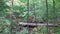 Hiking woman in forest. Female hiker walking amongst trees in beautiful nature landscape in Mont Tremblant, Laurentians