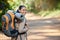 Hiking, woman and portrait of a hiker in a forest for adventure backpacking in nature. Female backpacker, hike and