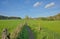 Hikint trail along farmland  with trees and cows  on a sunny autumn day in the Flemish countryside