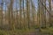 Hikint trail through a sunny winter forest in the Flemish countryside