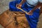 Hikkaduwa, Sri Lanka - 2nd February, 2017: Man is processing branches of cinnamon in small workshop