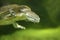 Hilaire’s toadhead turtle or Hilaire’s side-necked turtle (Phrynops hilarii) under water behind glass, blurred.