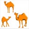 Hilarious camels on a walk of three