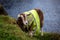 Hilarious and funny goat wearing a work vest while eating grass