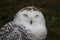 Hilarious portrait photo of a snowy owl making a funny face