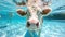 Hilarious underwater scene cow in pool plays deep dive action, Ai Generated