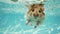 Hilarious underwater scene hamster in pool plays deep dive action, Ai Generated