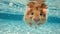 Hilarious underwater scene hamster in pool plays deep dive action, Ai Generated