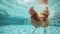 Hilarious underwater scene hen in pool plays deep dive action, Ai Generated