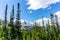 Hilda Peak in Jasper National Park on the Icefields Parkway