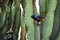 Hildebrandt`s starling, singing bird on a cactus bush