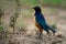 Hildebrandt starling stands facing left in profile