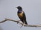 Hildebrandts Starling seen at Masai Mara in Kenya