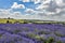 Hill Barn Farm, Snowshill, Worcestershire England UK, July 14 2018: lavender field in England UK