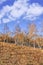 Hill with birch trees in Autumn colors, Inner Mongolia, China