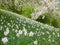 Hill with blooming narcissus flowers and apple trees