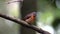 Hill blue bird female on deep jungle forest in sabah, Borneo