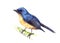 Hill Blue Flycatcher