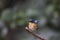 Hill Blue-flycatcher