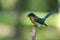 Hill Blue Flycatcher male perched on branch