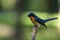 Hill Blue Flycatcher male perched on branch