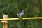Hill blue flycatcher Scientific name: Cyornis banyumas