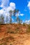 A hill with cleared forest and a few pine trees at the top