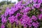 hill covered with flowering rhododendron. Beautiful flowered landscape of highest mountains