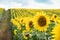 Hill covered with rows of sunflowers on a sunny day