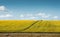 Hill covered with sunflowers, cloudy sky in the backgroud