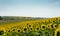 Hill covered with sunflowers, cloudy sky in the backgroud