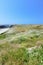 Hill Covered With Wild Flowers Overlooking Beach Bandon, Oregon USA