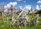 Hill of Crosses