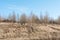 The hill with the dry grass with pine trees and trees in the background