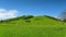 Hill at Duder Regional Park, an open farm in New Zealand