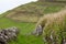 Hill of farm fields in the Corvo island in Azores, Portugal