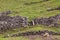 Hill of farm fields in the Corvo island in Azores, Portugal