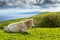 Hill of farm fields and cows in the Corvo island in Azores, Portugal