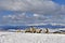 Hill farm sheep in snow