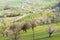 A hill full of blooming cherry trees