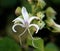 Hill Glory Bower (Clerodendrum infortunatum)