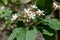 Hill glory bower clerodendrum infortunatum flowers