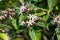 Hill glory bower clerodendrum infortunatum flowers