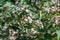 Hill glory bower clerodendrum infortunatum flowers