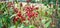 Hill glory bower clerodendrum viscosum shrub stock image